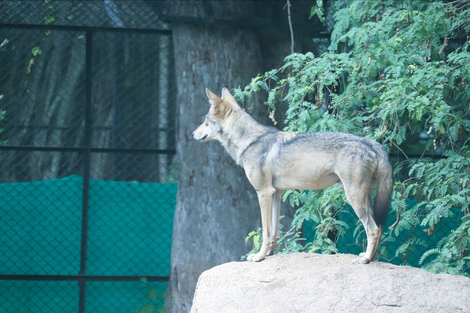 Photo of Mysore Zoo, Indira Nagar, Ittige Gudu, Mysuru, Karnataka by Vijay Yadav