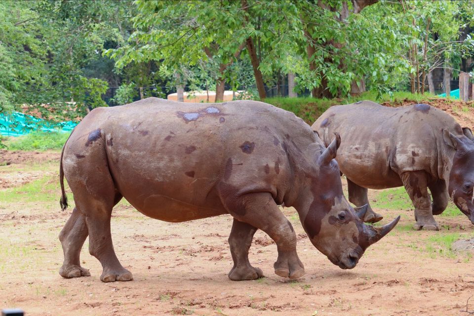 Photo of Mysore Zoo, Indira Nagar, Ittige Gudu, Mysuru, Karnataka by Vijay Yadav