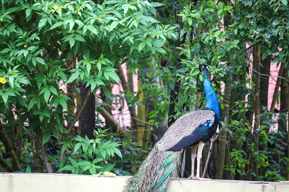Photo of Mysore Zoo, Indira Nagar, Ittige Gudu, Mysuru, Karnataka by Vijay Yadav