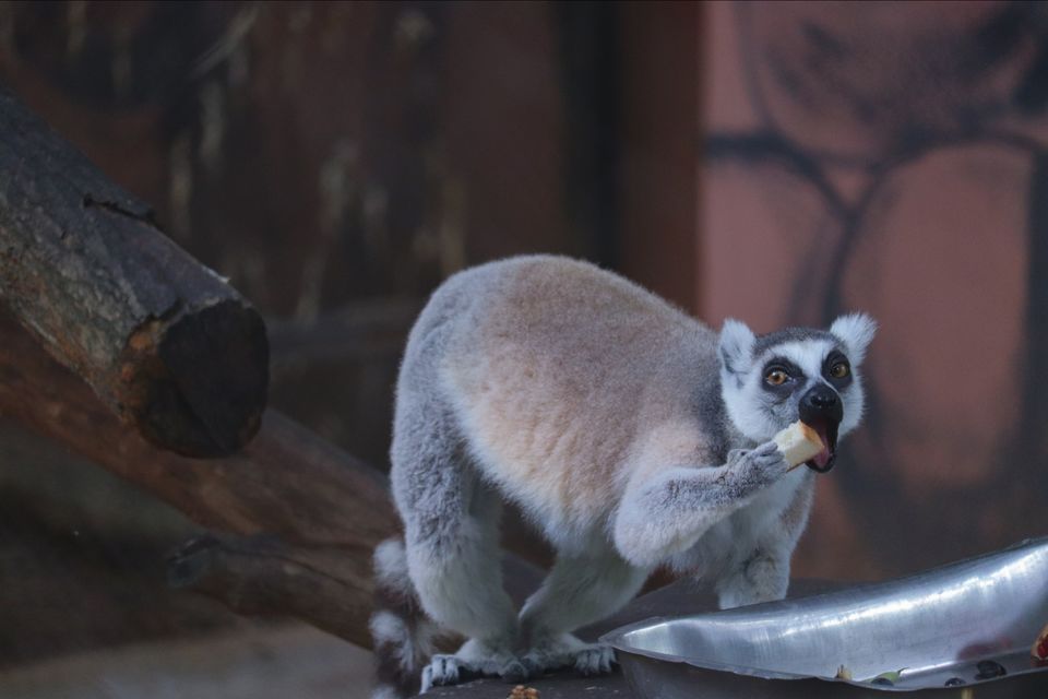 Photo of Mysore Zoo, Indira Nagar, Ittige Gudu, Mysuru, Karnataka by Vijay Yadav