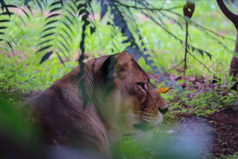 Photo of Mysore Zoo, Indira Nagar, Ittige Gudu, Mysuru, Karnataka by Vijay Yadav