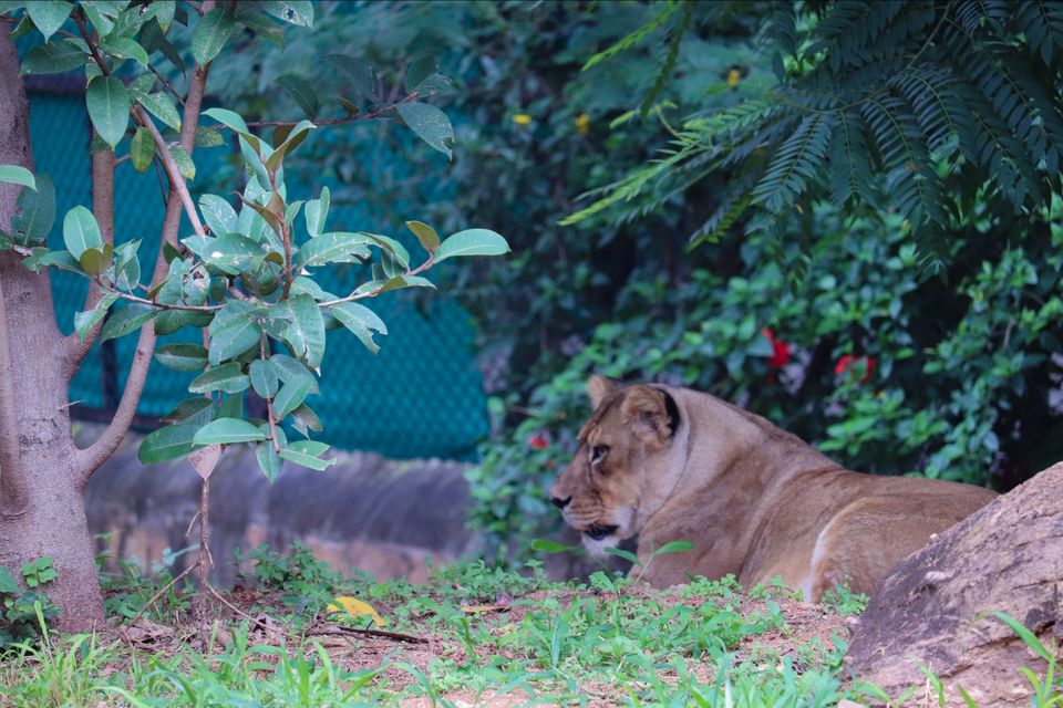 Photo of Mysore Zoo, Indira Nagar, Ittige Gudu, Mysuru, Karnataka by Vijay Yadav