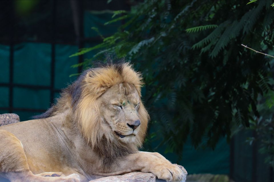 Photo of Mysore Zoo, Indira Nagar, Ittige Gudu, Mysuru, Karnataka by Vijay Yadav