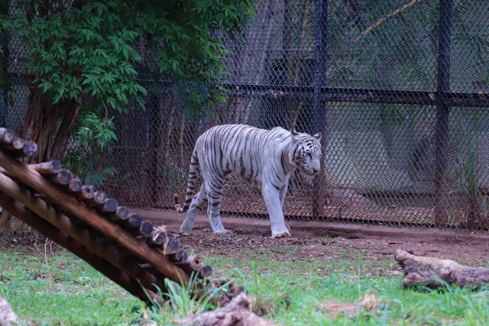 Photo of Mysore Zoo, Indira Nagar, Ittige Gudu, Mysuru, Karnataka by Vijay Yadav