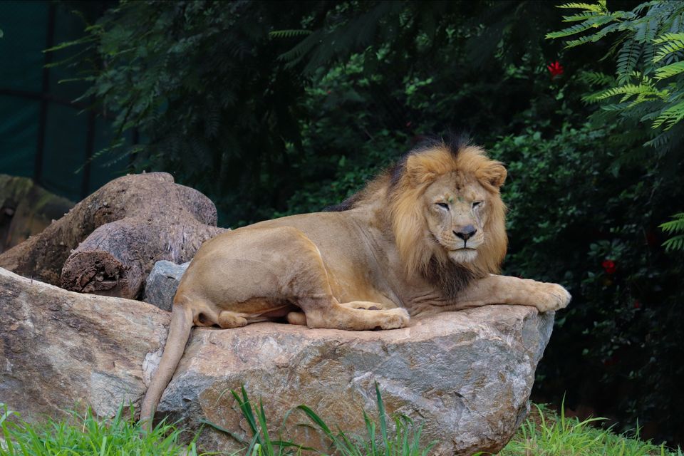 Photo of Mysore Zoo, Indira Nagar, Ittige Gudu, Mysuru, Karnataka by Vijay Yadav
