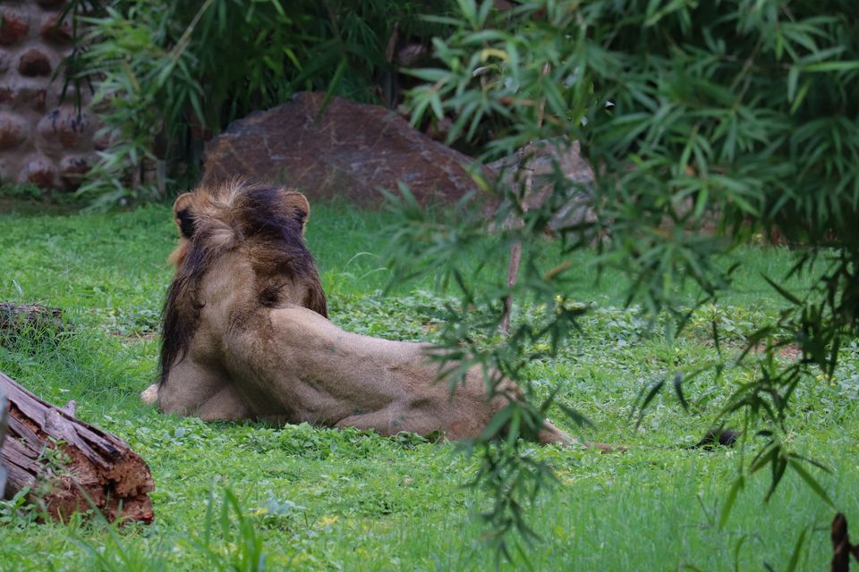 Photo of Mysore Zoo, Indira Nagar, Ittige Gudu, Mysuru, Karnataka by Vijay Yadav