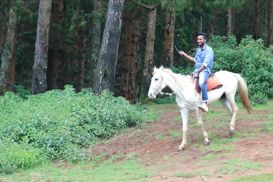 Photo of Pine Forest Shooting Spot, Ooty Main Road, Tamil Nadu, India by Vijay Yadav