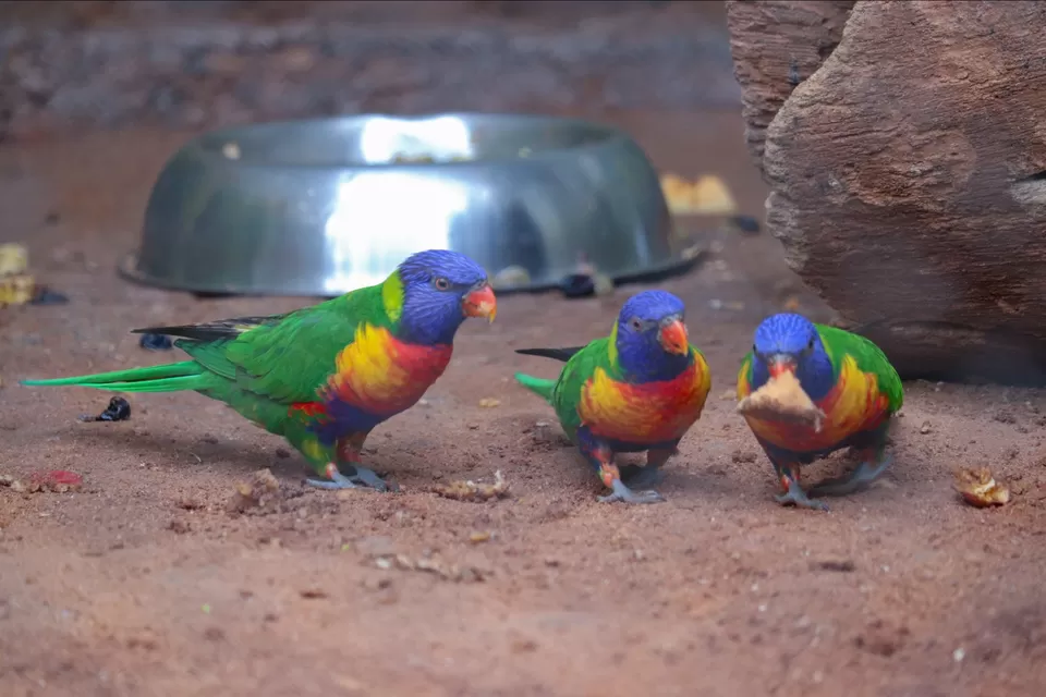 Photo of Mysore Zoo, Indira Nagar, Ittige Gudu, Mysuru, Karnataka by Vijay Yadav