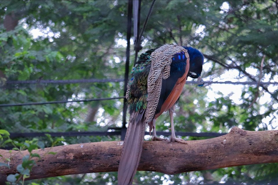 Photo of Mysore Zoo, Indira Nagar, Ittige Gudu, Mysuru, Karnataka by Vijay Yadav
