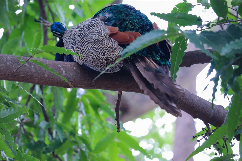 Photo of Mysore Zoo, Indira Nagar, Ittige Gudu, Mysuru, Karnataka by Vijay Yadav