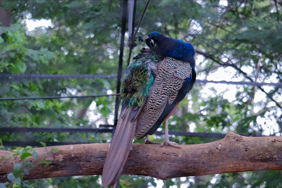 Photo of Mysore Zoo, Indira Nagar, Ittige Gudu, Mysuru, Karnataka by Vijay Yadav