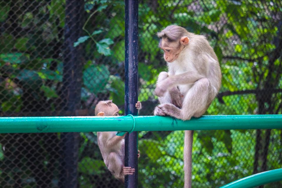 Photo of Mysore Zoo, Indira Nagar, Ittige Gudu, Mysuru, Karnataka by Vijay Yadav