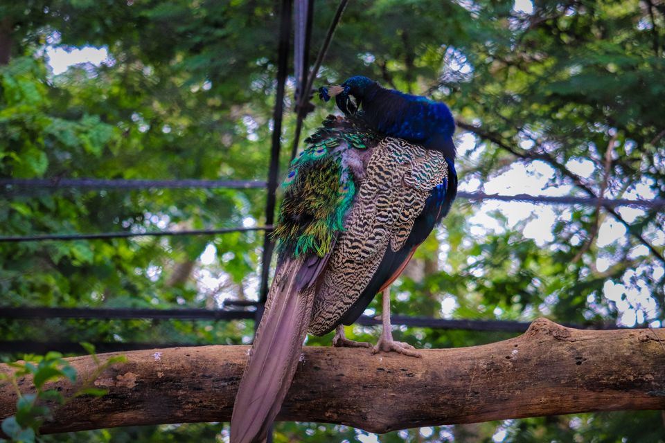 Photo of Mysore Zoo, Indira Nagar, Ittige Gudu, Mysuru, Karnataka by Vijay Yadav