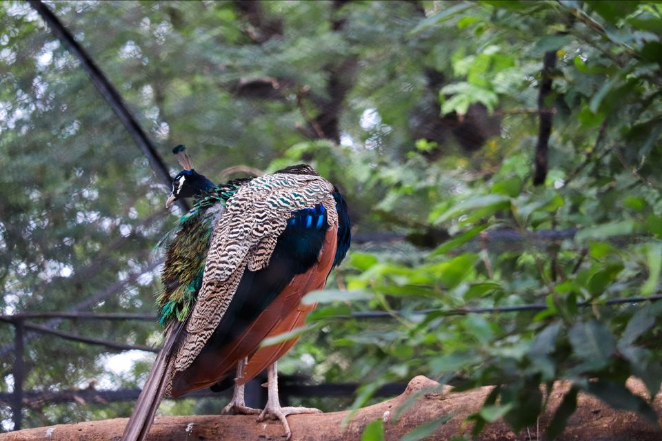 Photo of Mysore Zoo, Indira Nagar, Ittige Gudu, Mysuru, Karnataka by Vijay Yadav