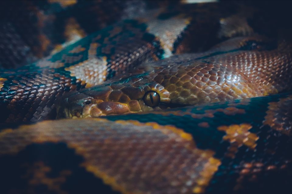 Photo of Mysore Zoo, Indira Nagar, Ittige Gudu, Mysuru, Karnataka by Vijay Yadav