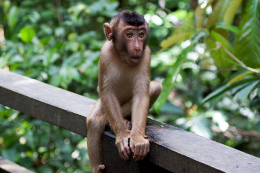 Photo of 5 Things To Do in Kota Kinabalu, Borneo 1/17 by Tsai Wharton