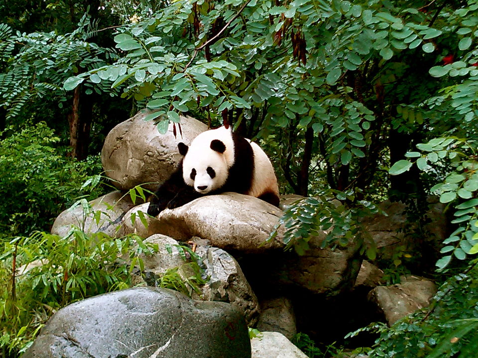 Photo of Vagabonding through Central China 2/12 by Mayank Shrivastava