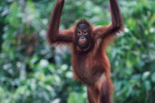 Photo of 5 Things To Do in Kota Kinabalu, Borneo 10/17 by Tsai Wharton