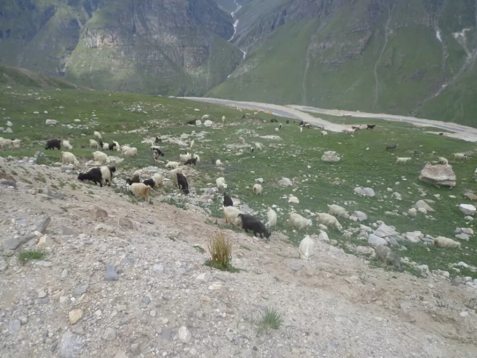 Photo of himachal pradesh by Heena Sharma