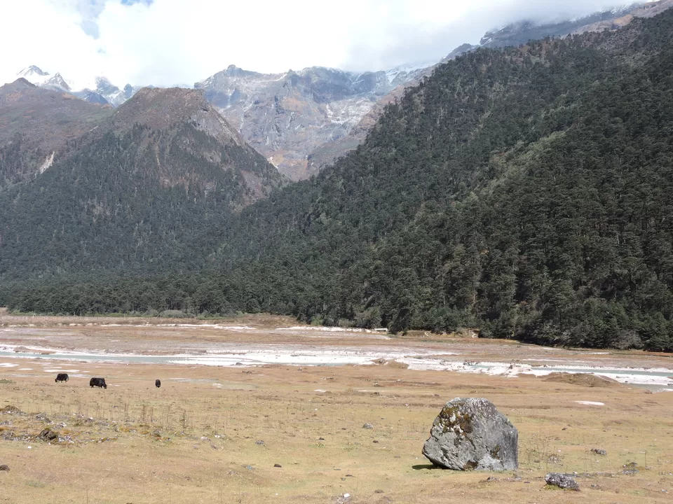 Photo of Yumthang Valley Natural Reserve, Lake Cho Lhamu Road, North Sikkim, Sikkim, India by Prokhor Rudra