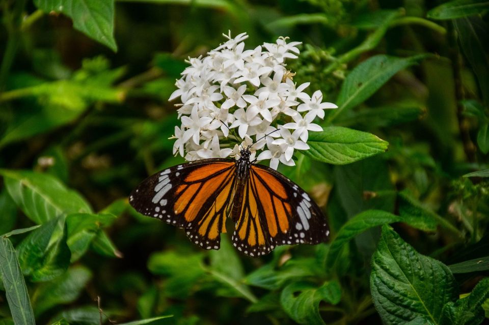 Photo of Bannerghatta National Park by Pavel Ray