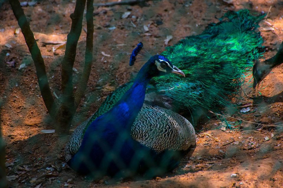 Photo of Bannerghatta National Park by Pavel Ray