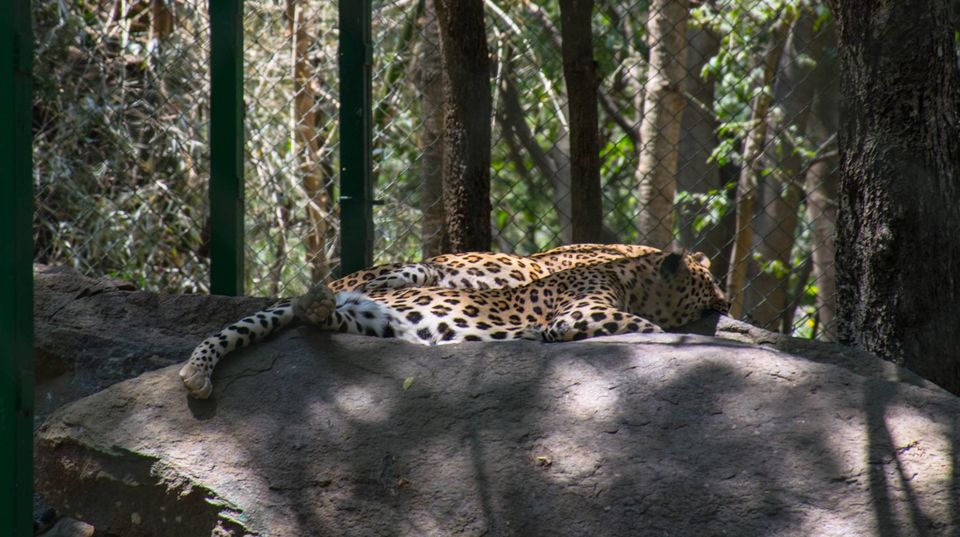 Photo of Bannerghatta National Park by Pavel Ray
