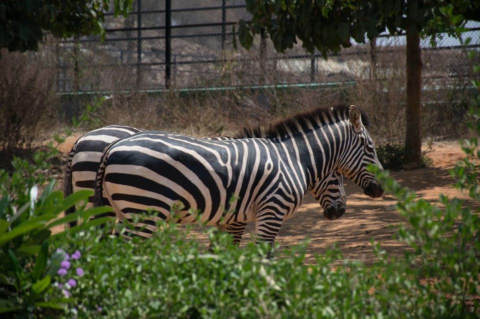 Photo of Bannerghatta National Park by Pavel Ray