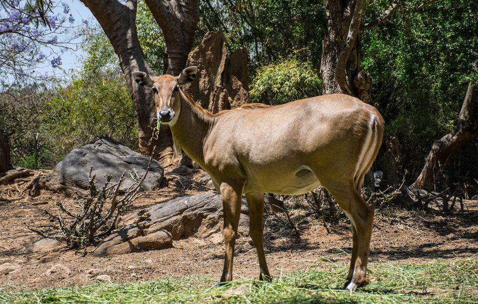 Photo of Bannerghatta National Park by Pavel Ray