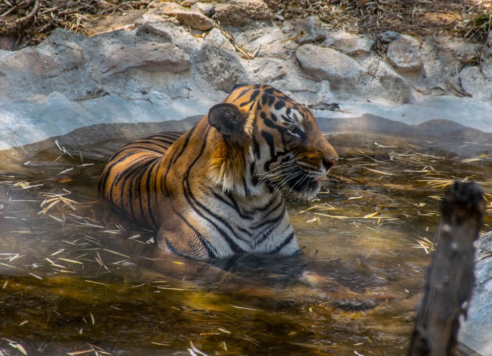 Photo of Bannerghatta National Park by Pavel Ray