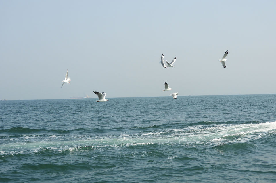 Photo of Grand Island Goa - Boat Trip | Scuba Dive | Snorkeling | Dolphin Safari - Goa, near Old Petrol Pump, Calangute, Goa, India by Ishita Paul