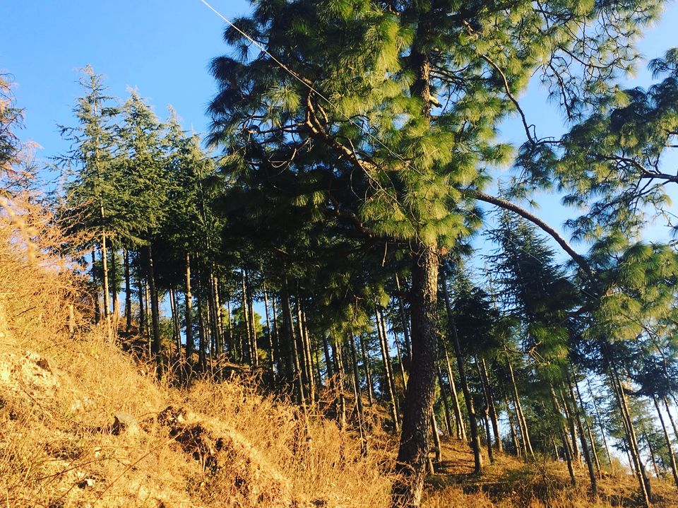 Photo of Kasauli, Himachal Pradesh, India by Archana Kumari