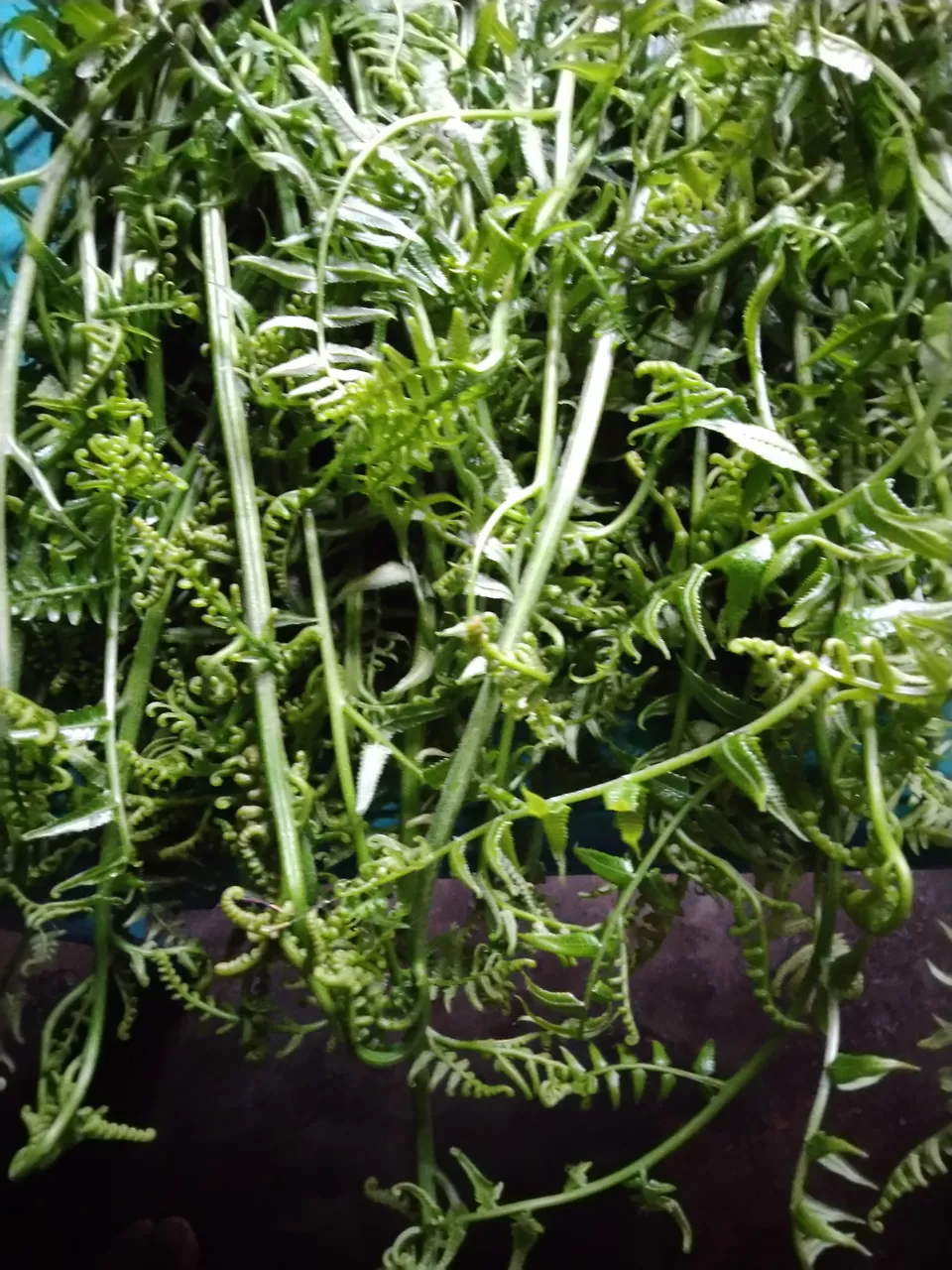 Photo of Kannur- an budget weekend gateway. by Karpurmanjari Kakati