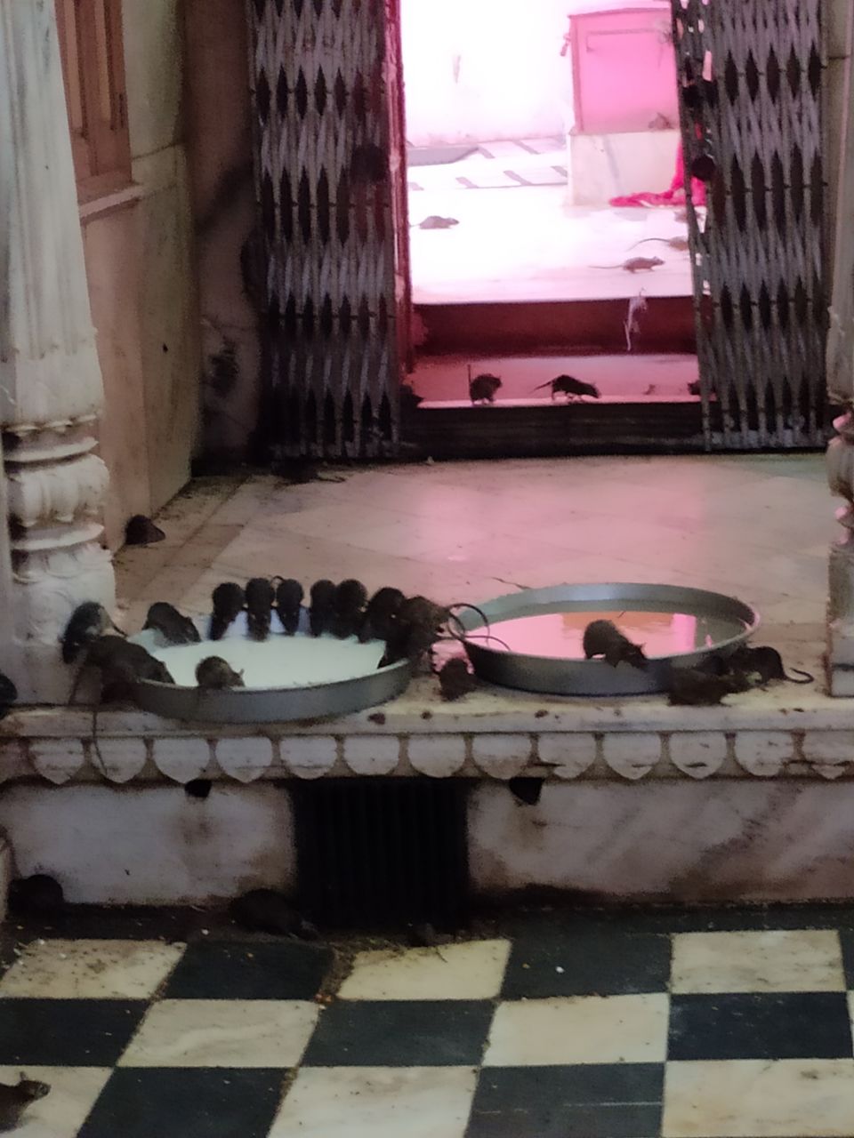 Photo of Deshnok Karni Mata Temple by Siddharth