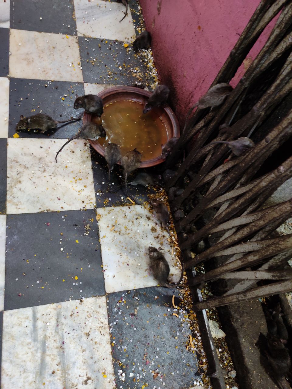 Photo of Deshnok Karni Mata Temple by Siddharth