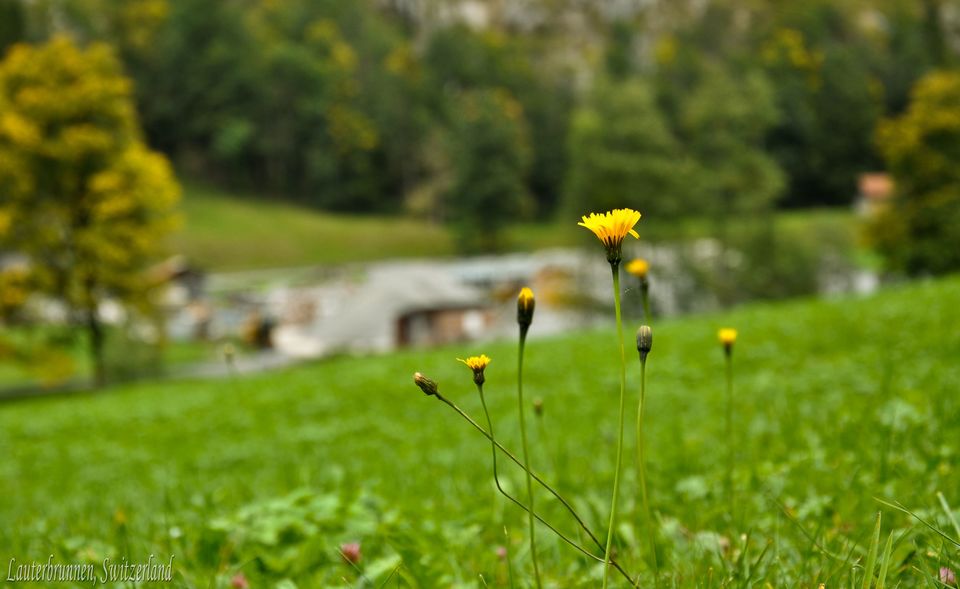Photo of Lauterbrunnen Valley…. Rejuvenate Yourself !!! by ABHISHEK SANYAL