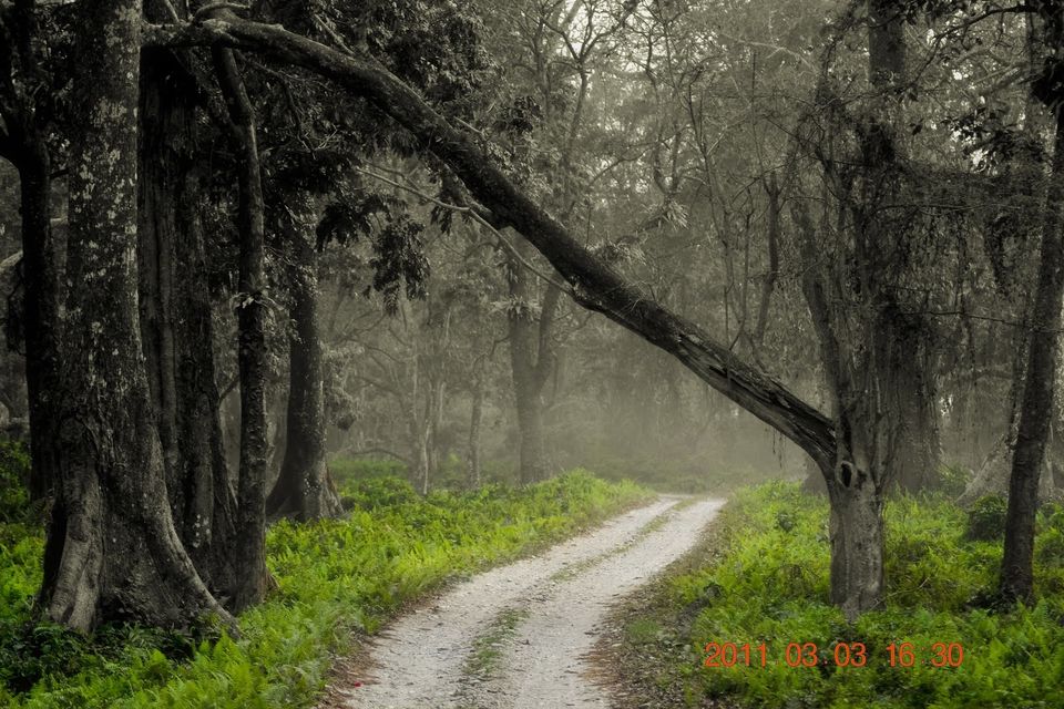 Photo of Jaldapara, West Bengal, India by ABHISHEK SANYAL