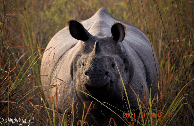 Photo of On trail of the One Horned Rhinoceros …. #wildlifeonearth by ABHISHEK SANYAL