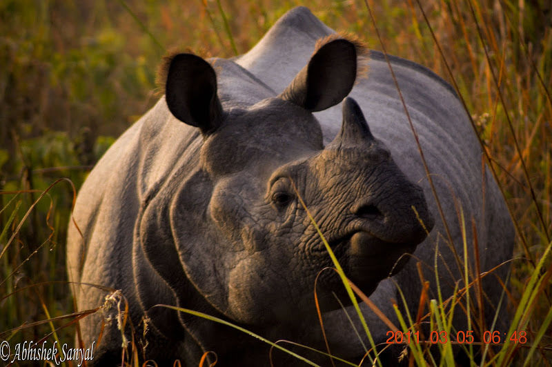 Photo of On trail of the One Horned Rhinoceros …. #wildlifeonearth by ABHISHEK SANYAL
