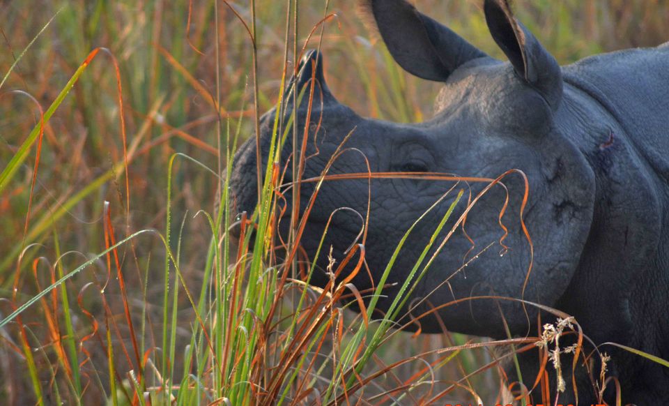 Photo of On trail of the One Horned Rhinoceros …. #wildlifeonearth by ABHISHEK SANYAL