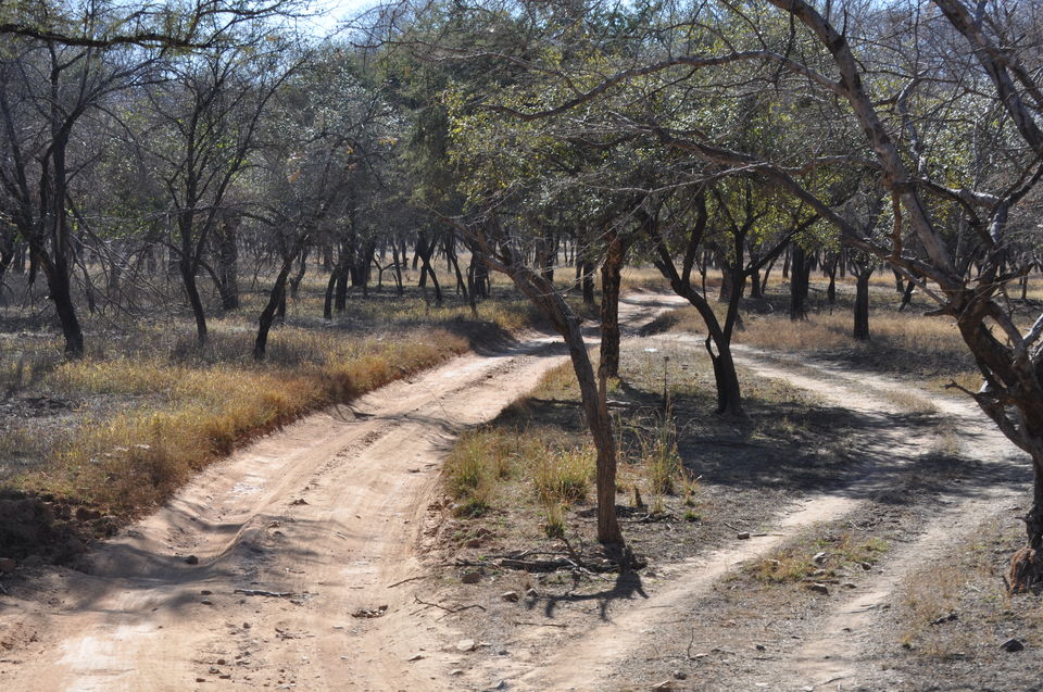 Photo of The complete guide to booking a safari at Ranthambore Tiger Reserve.  #RememberRajasthan 2/2 by ABHISHEK SANYAL