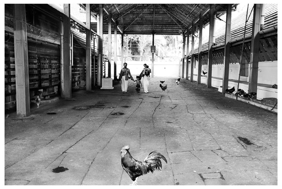 Photo of A 'Rooster Temple' In Kerala, India - Something Truly Unique 4/21 by Manoo J.