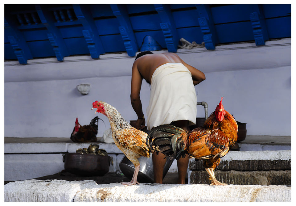 Photo of A 'Rooster Temple' In Kerala, India - Something Truly Unique 5/21 by Manoo J.
