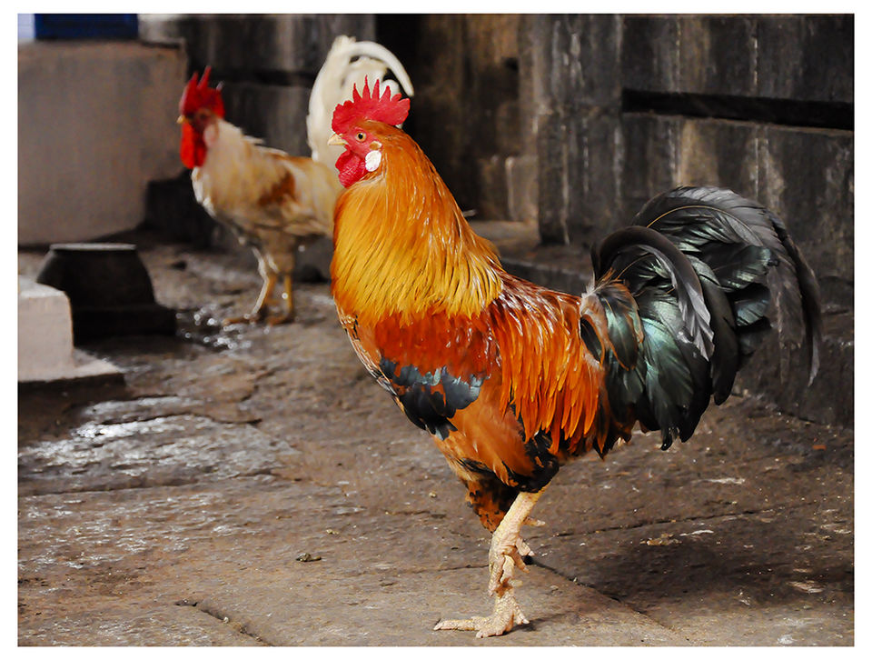 Photo of A 'Rooster Temple' In Kerala, India - Something Truly Unique 6/21 by Manoo J.