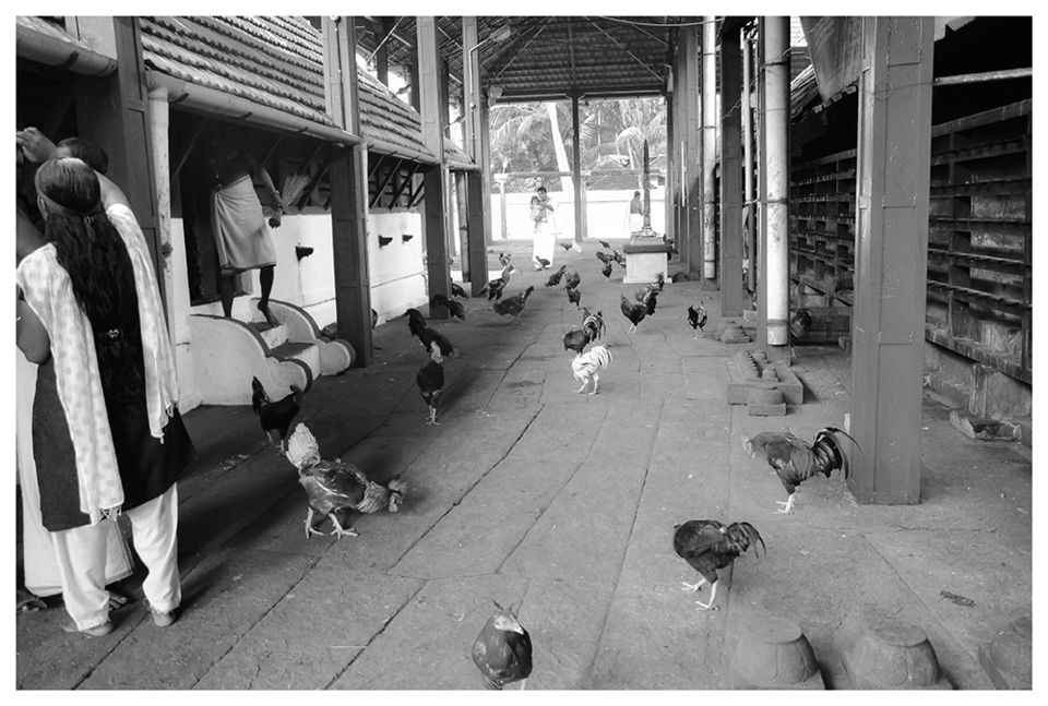 Photo of A 'Rooster Temple' In Kerala, India - Something Truly Unique 8/21 by Manoo J.