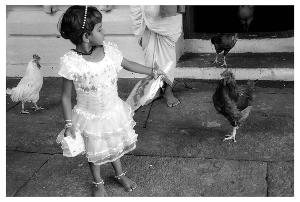 Photo of A 'Rooster Temple' In Kerala, India - Something Truly Unique 9/21 by Manoo J.