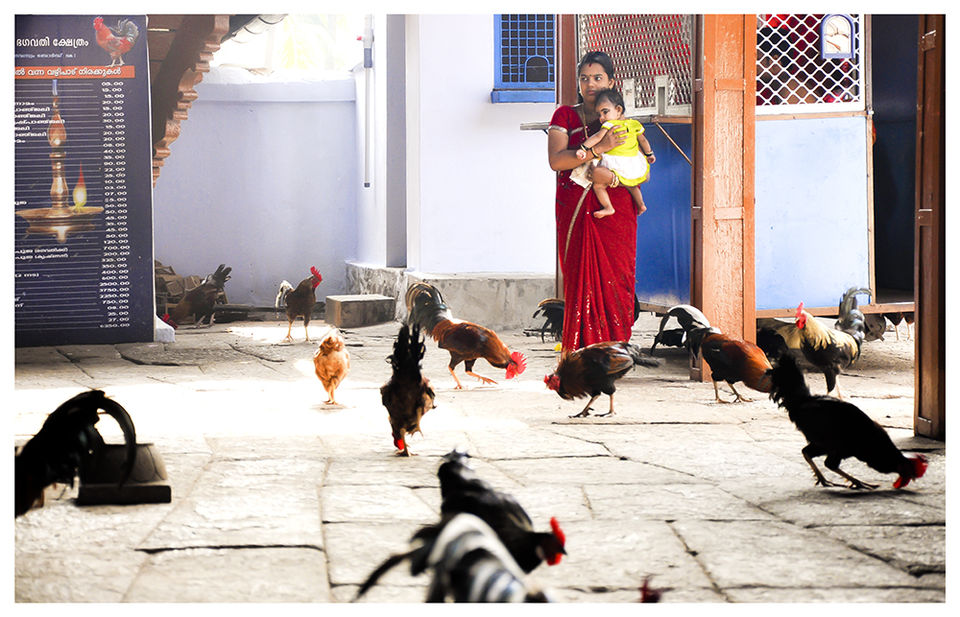 Photo of A 'Rooster Temple' In Kerala, India - Something Truly Unique 11/21 by Manoo J.