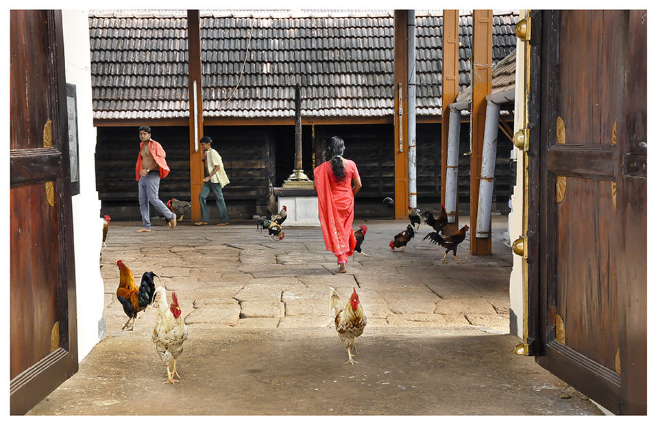 Photo of A 'Rooster Temple' In Kerala, India - Something Truly Unique 13/21 by Manoo J.