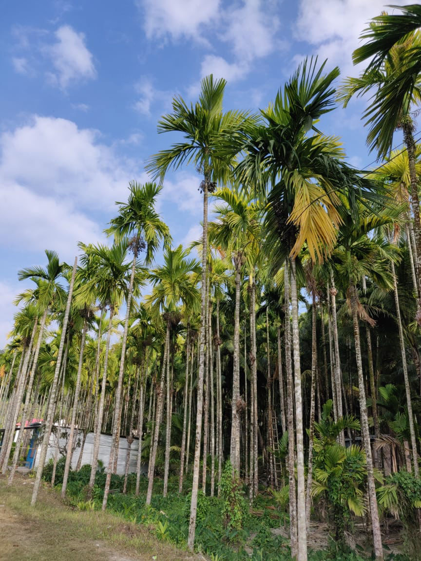 Photo of Adorable Andaman by Nida Fatima
