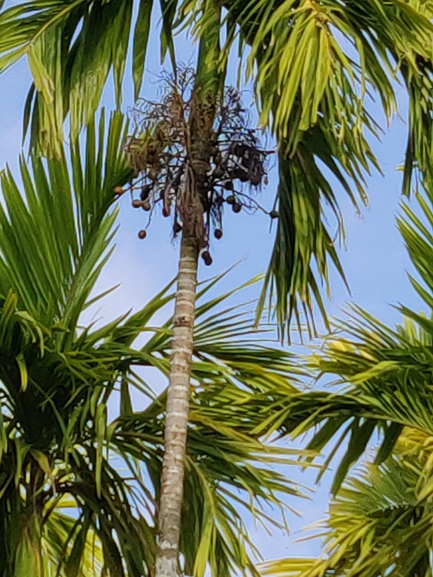 Photo of Adorable Andaman by Nida Fatima